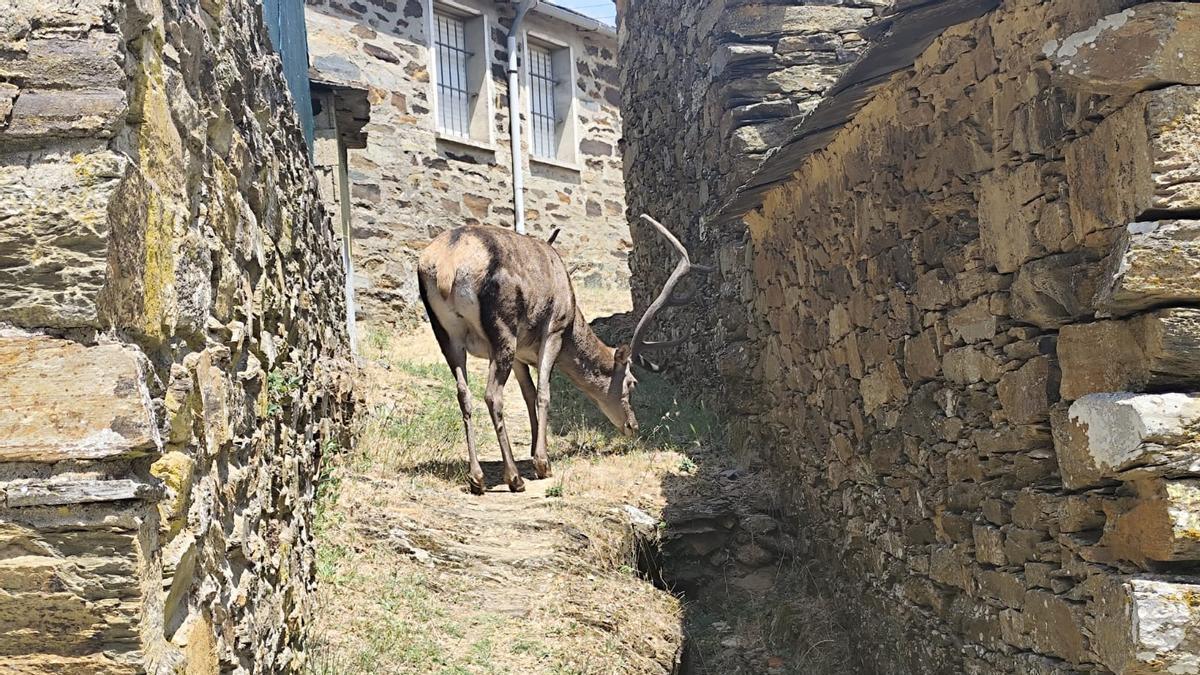 Así campa a sus anchas el ciervo Tomás por Linajeros (Zamora)