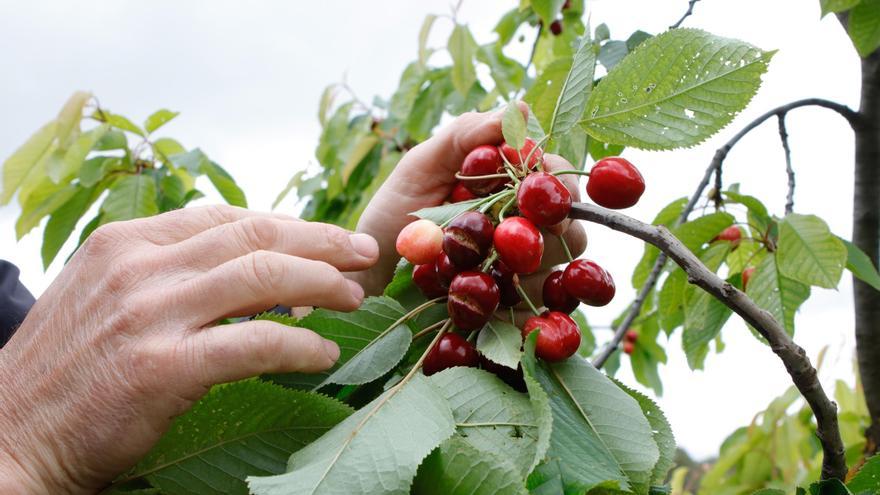 Asaja solicita a Agricultura que adopte medidas urgentes para evitar el “hachazo” del agroseguro a la cereza de Alicante