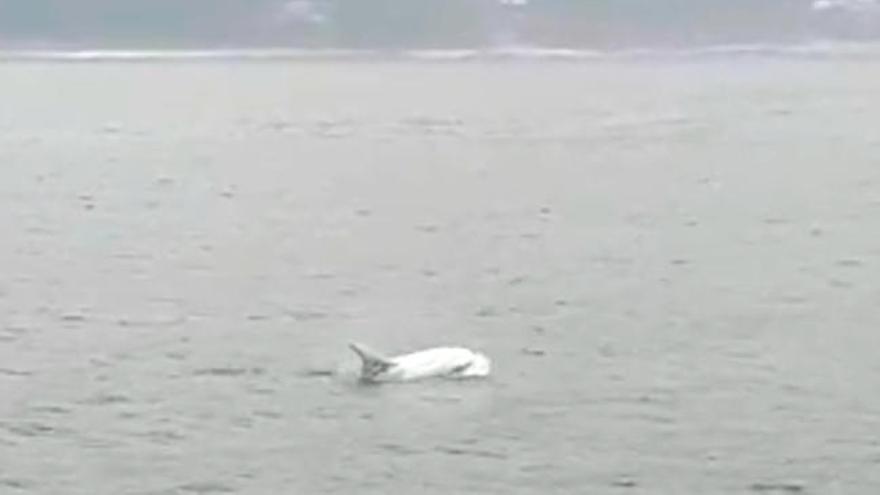 Delfines blancos surcan las Rías Baixas