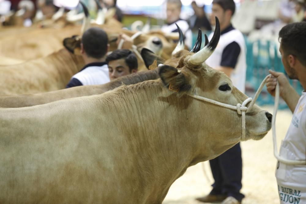 Feria ganadera de San Antonio