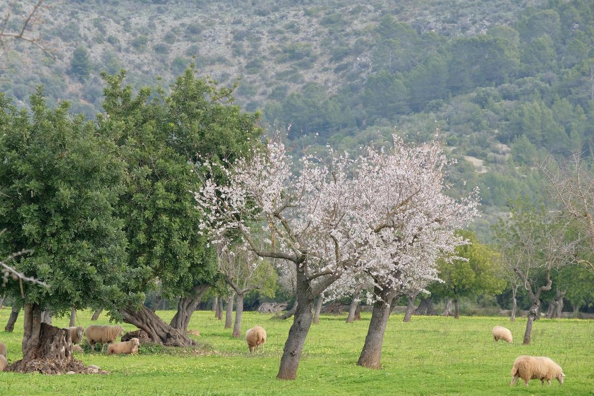 Las fotos de la tardía floración de los almendros en Mallorca Las fotos de la tardía floración de los almendros en Mallorca
