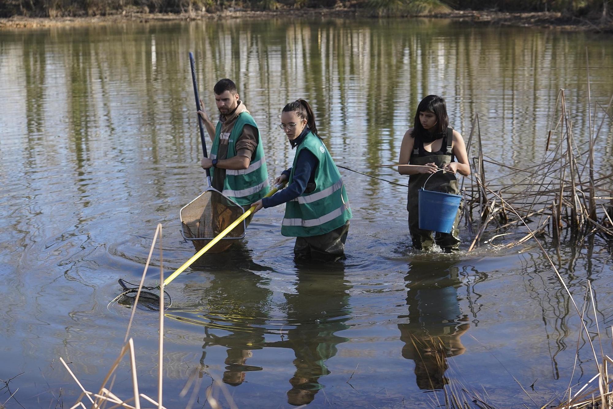Girona asseca una bassa de les hortes de Santa Eugènia per eliminar les espècies invasores que hi habiten