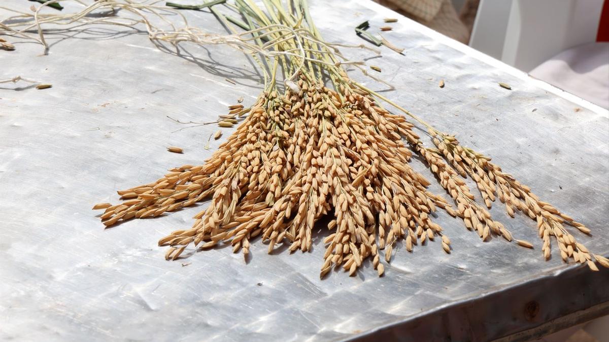 Catarroja pide ayudas para sus arroceros