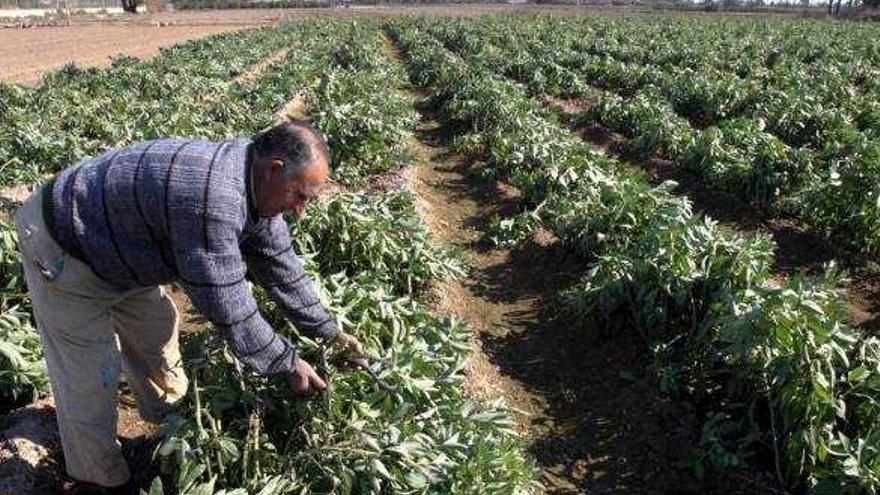 La lluvia caída mejora la humedad de la tierra y ayuda a evitar heladas