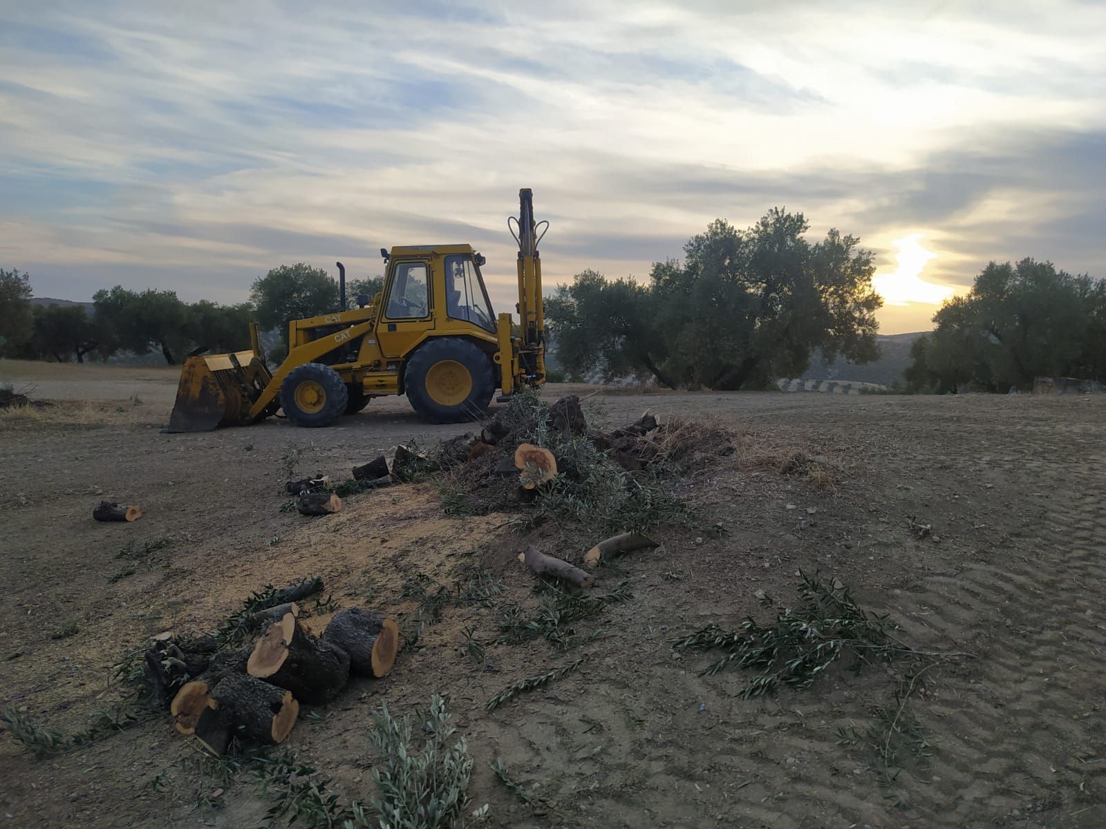 Una máquina retroexcavadora derribando olivos en una finca de Andalucía para poder plantar pistachos.