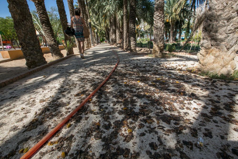 Suciedad en las calles de Elche por los dátiles