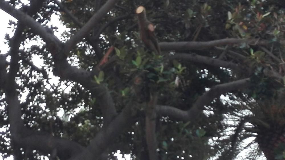 Corte de una rama peligrosa en el Parque Santa Catalina