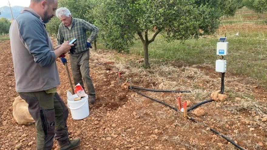 Agricultura en Mallorca: Fincas ecológicas instalan unas pioneras estaciones de aviso fitosanitario