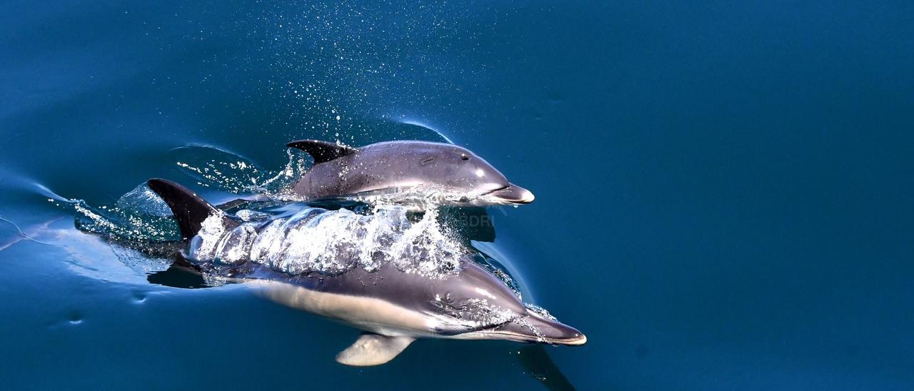 Dos delfines comunes en aguas gallegas.