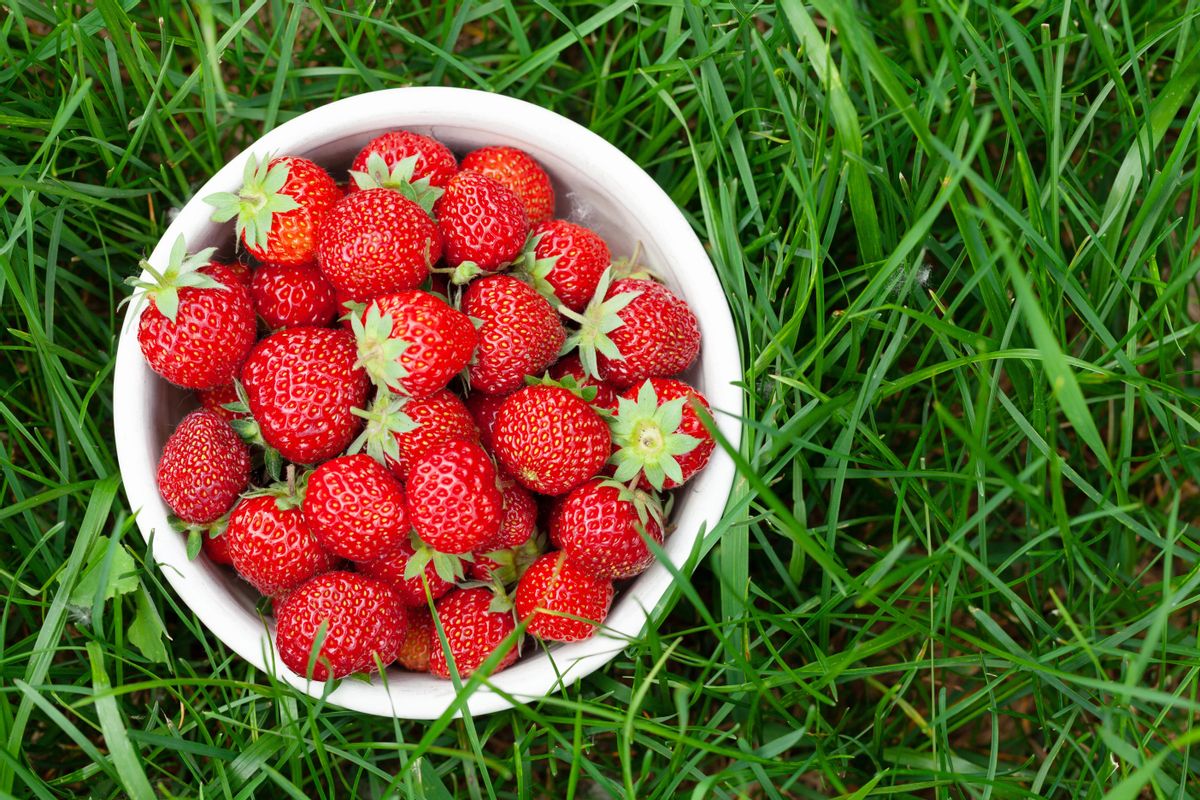 Un cuenco lleno de fresas