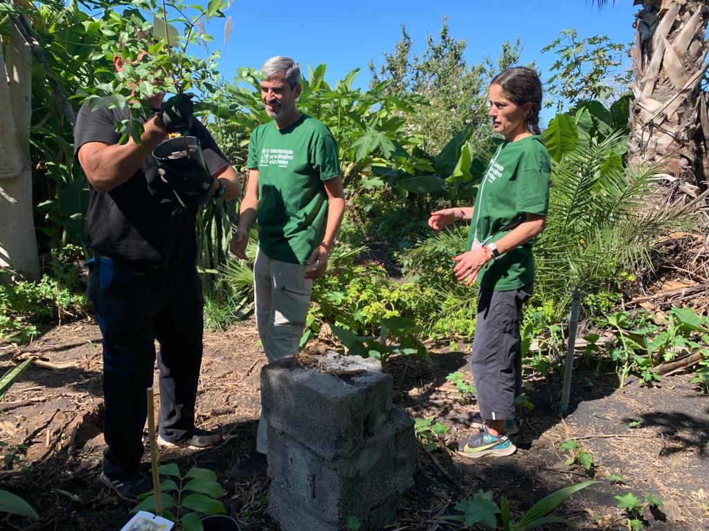 Biofest planta más de un centenar de plataneras y frutales en fincas dañadas por el volcán de La Palma