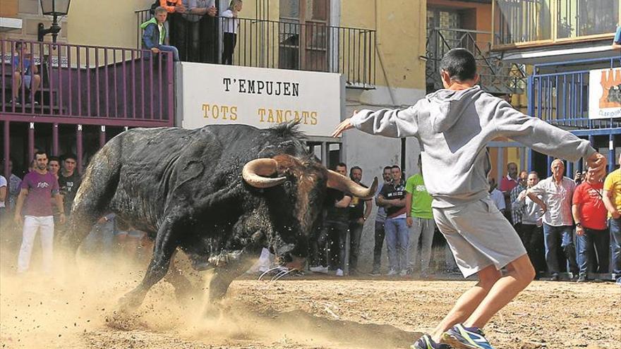 Peñas y ganaderos apuestan por crear una raza autóctona de toro