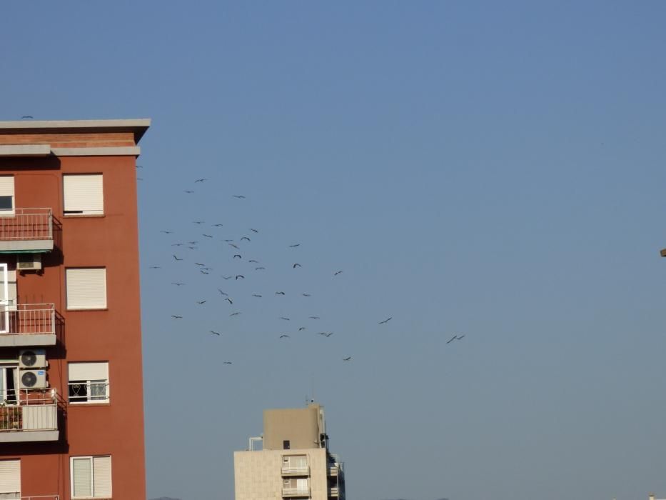 Una seixantena de cigonyes sobrevolen Figueres