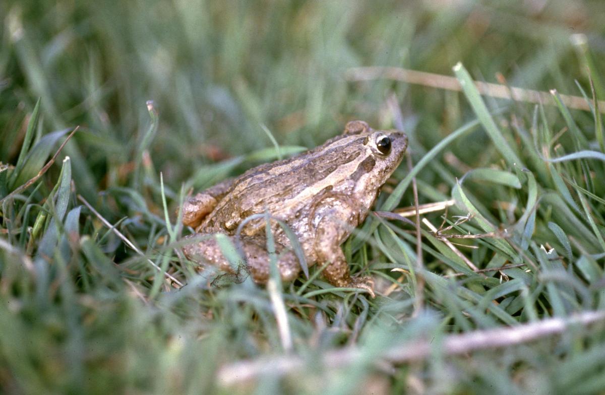 Sapillo pintojo, en Las Dueñas.