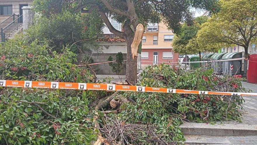 Arbol, talado ya, que cayó en la subida de la iglesia de Coiro. |   //