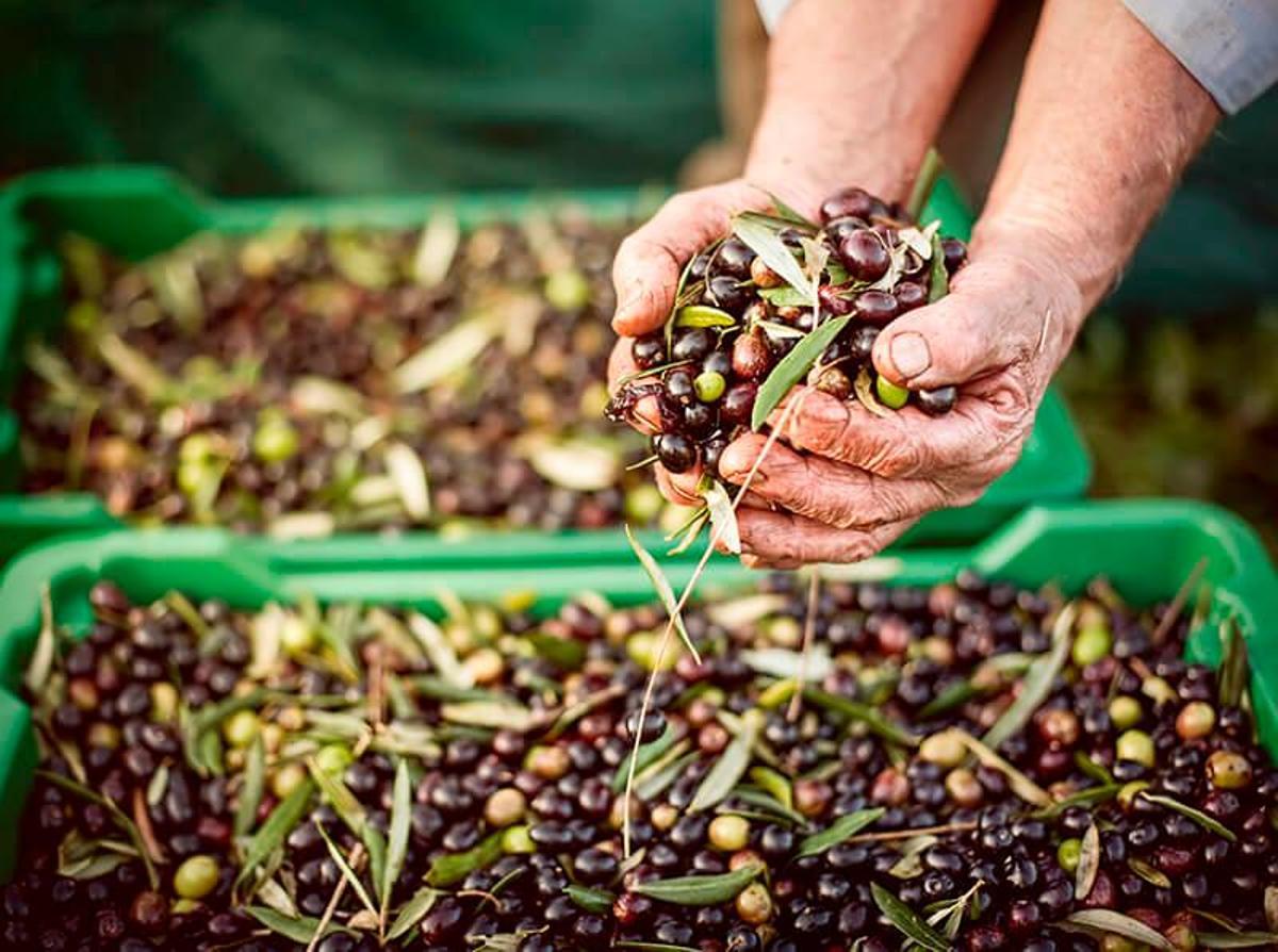Aceite de oliva, cambio climático y la cesta de la compra