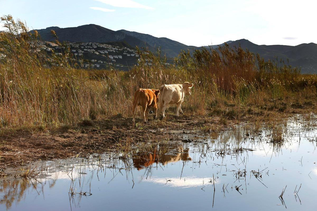 Dos vacas pastan en los terrenos del marjal.