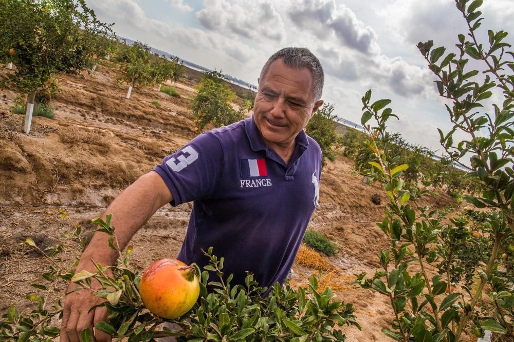 Una familia de agricultores de Elche escoge suelos torrevejenses para cultivar el fruto con denominación de origen