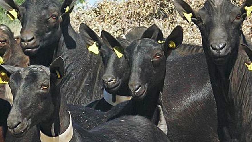 Cabras de raza murciano-granadina.