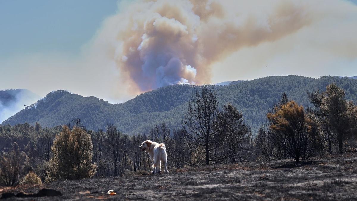 Las imágenes del incendio forestal en el Alto Mijares