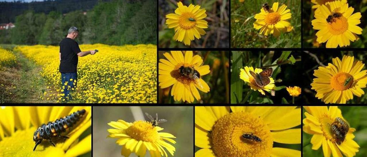 La lista de polinizadores incluye abejas, avispas, mariposas, moscas, escarabajos, saltamontes e incluso luciérnagas. // Divulgare