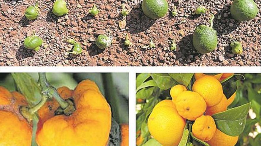 La plaga de ‘cotonet’ de Sudáfrica afecta ya a la naranja de Castellón