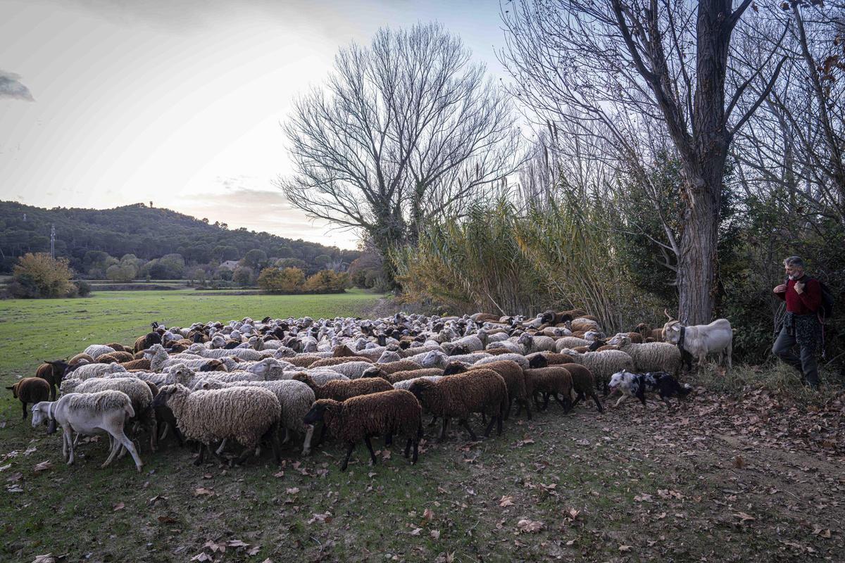 El pastor oficial de Collserola que pastura en áreas de alto riesgo por la peste porcina africana