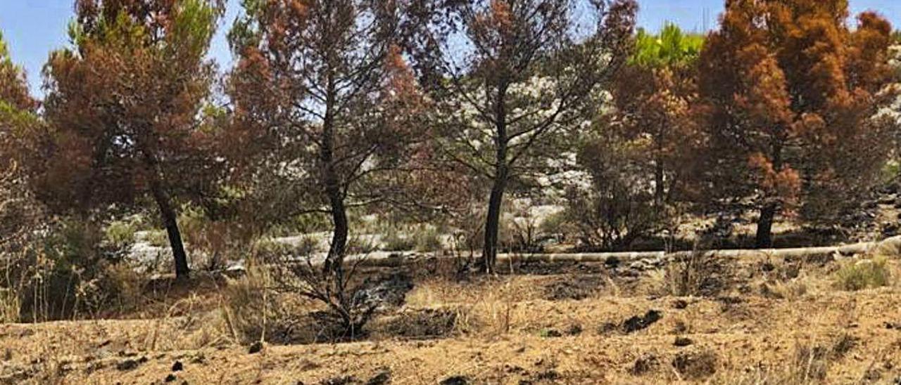 Varios pinos quemados en la parcela de la Torre d&#039;en Lloris.