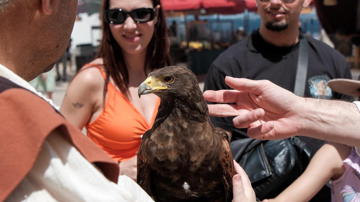 Animales a escena en Ibiza Medieval: del terco 'Corazón' a la matona 'Brusca'