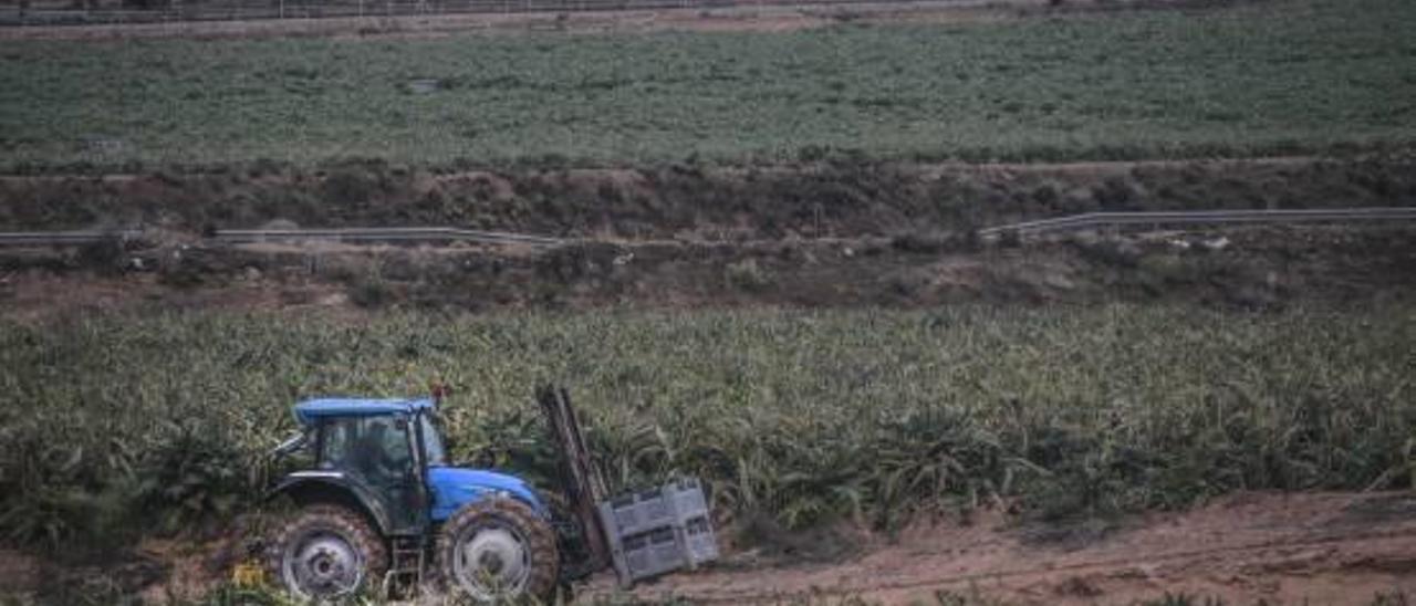 La alcachofa mejora precios y llega a 0,75 euros, un 34% más que en 2015