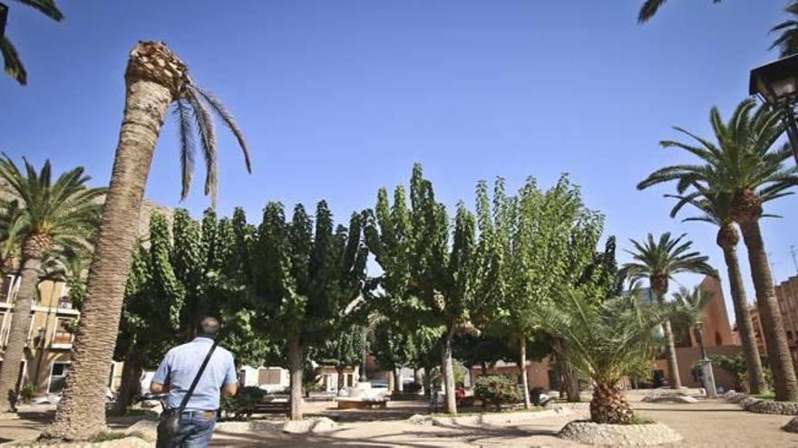 Una de las palmeras afectadas por el picudo rojo en la plaza de Santa Lucía.