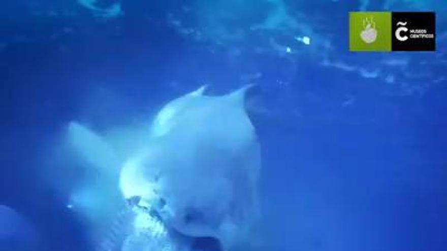 Gastón, el tiburón del Aquarium, sorprendido al devorar un pargo de 9 kilos