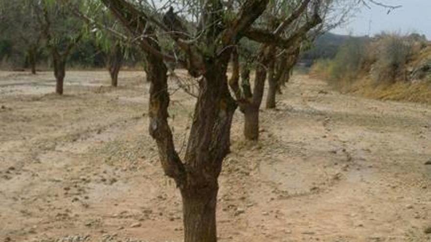 Els ametllers, una espècie amenaçada per la «Xylella».