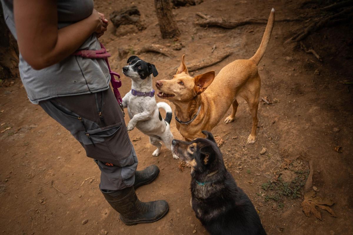 Una guardería para mascotas en Tenerife Una guardería para mascotas en Tenerife