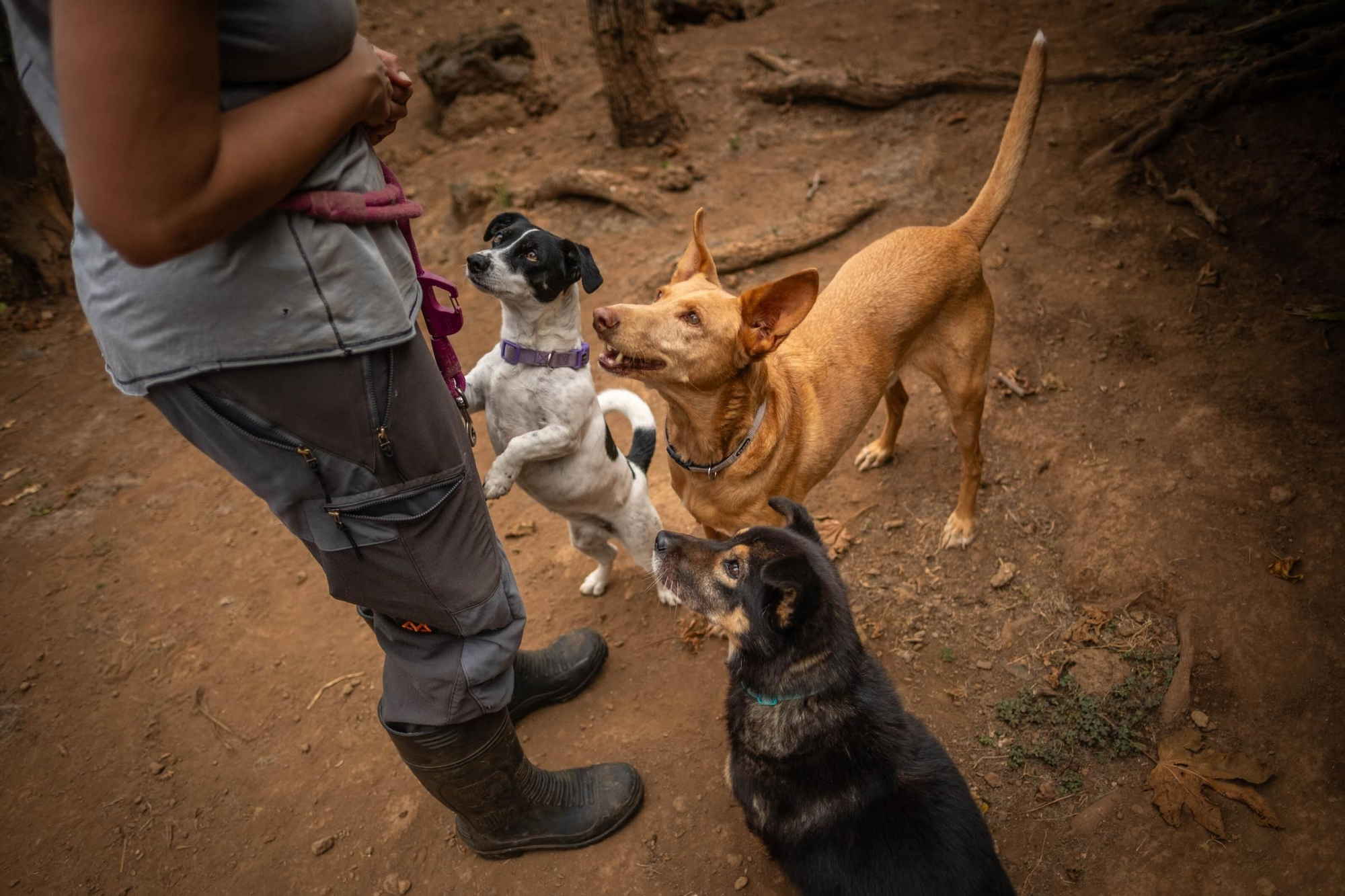 Una guardería para mascotas en Tenerife