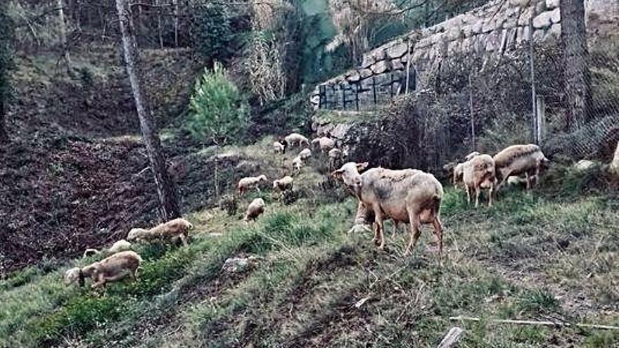 Un primer ramat ja ha començat a pasturar a la franja del sector del Serrat