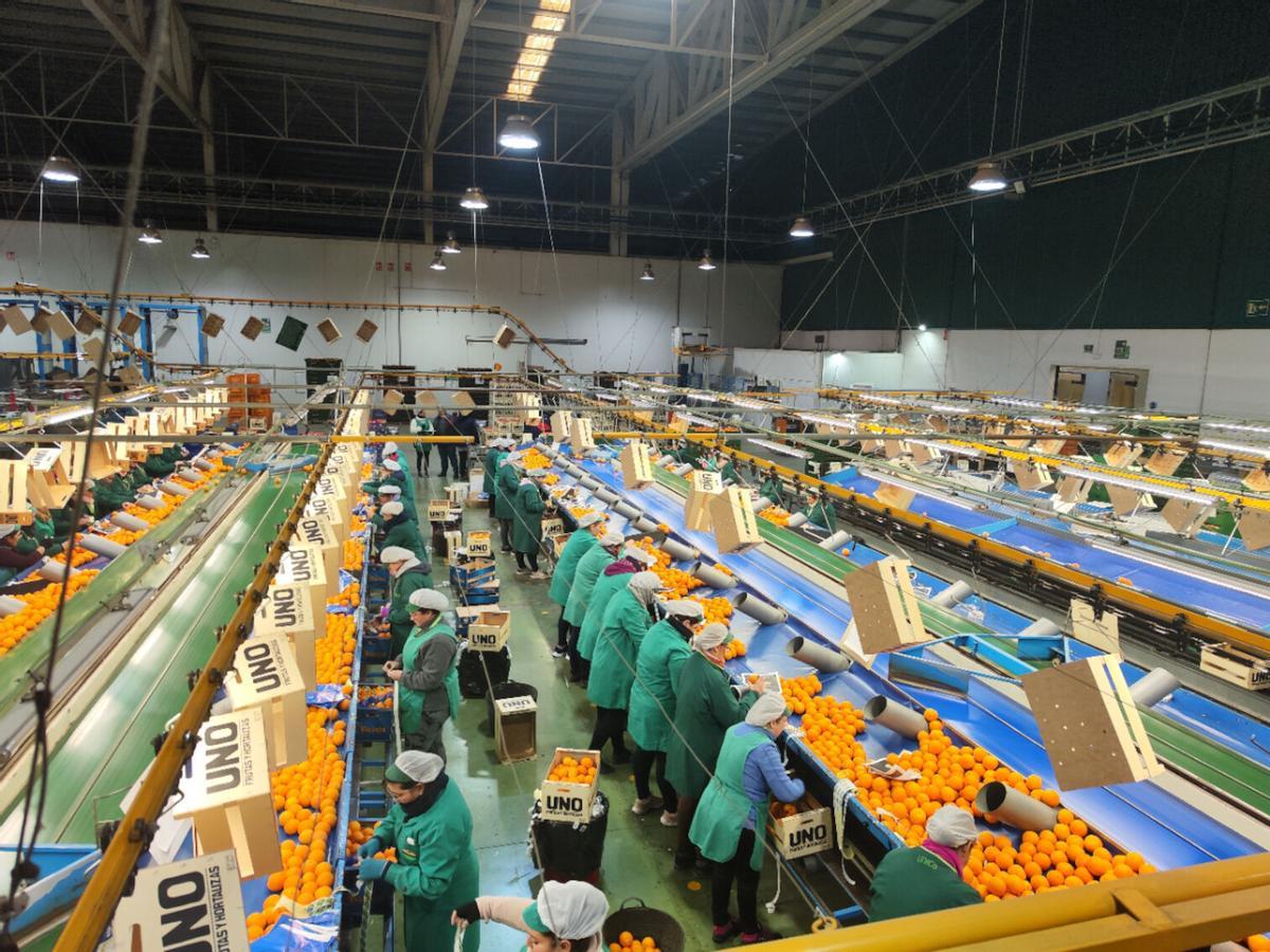 Trabajos en una de las empresas dedicadas a la comercialización de naranjas de Palma del Río