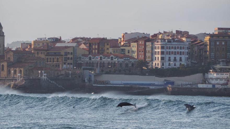 Los delfines surcan San Lorenzo en pleno invierno: &quot;No es habitual&quot;