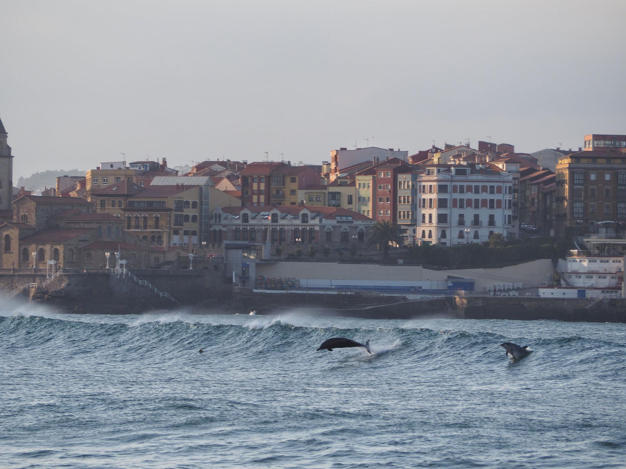 Delfines en la plaza de San Lorenzo en pleno invierno