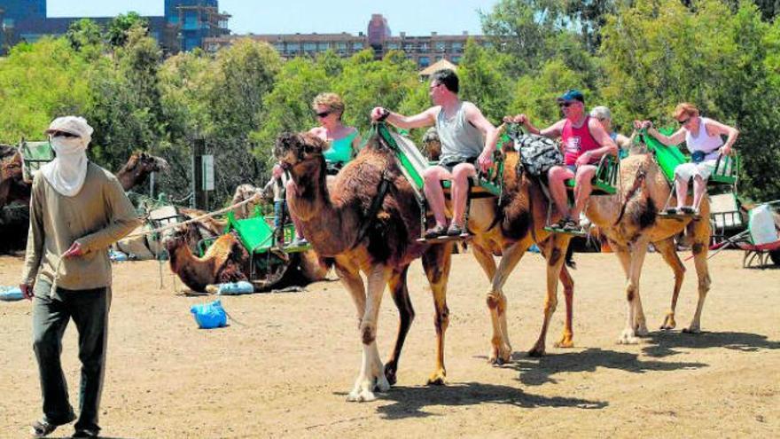 La Reserva Natural obliga a ubicar los camellos en una nueva área de las dunas