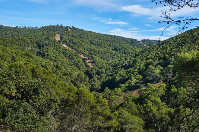 Bosque de pinos, Málaga