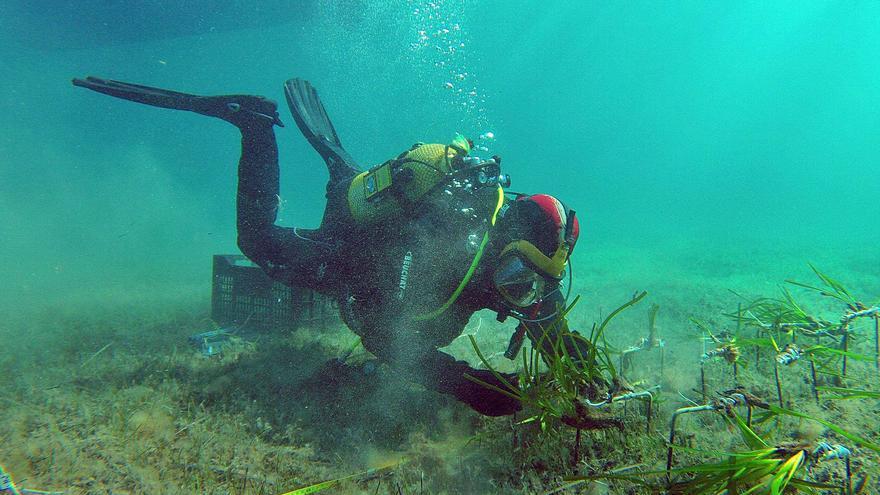 Futuro asegurado a la posidonia