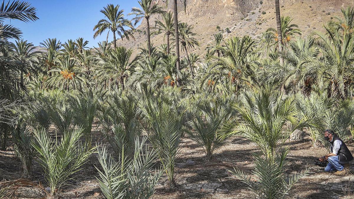 Palmeras jóvenes plantadas recientemente en el Palmeral dentro del proyecto de recuperación de este espacio natural donde se plantarán más de 700 ejemplares en dos años. | TONY SEVILLA