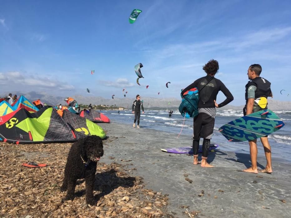 Medio centenar de kitesurfistas llenan la playa de es Barcarés de cometas