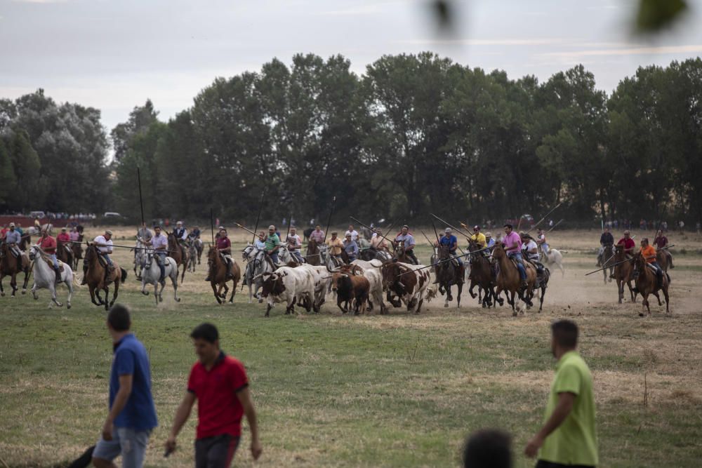 Encierro en Villamor de los Escuderos