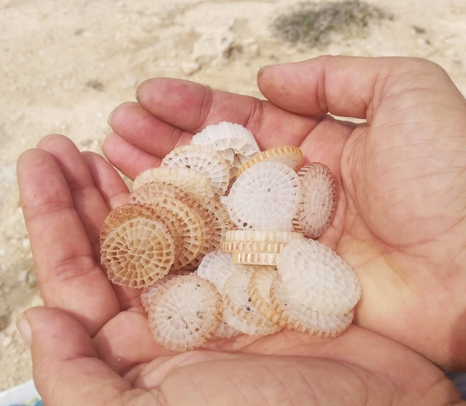 En la costa de Formentera hay más basura que nunca