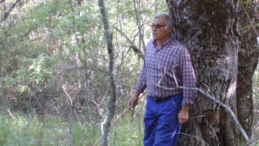 Un vecino de Aciberos apoyado en un roble de una finca del término.