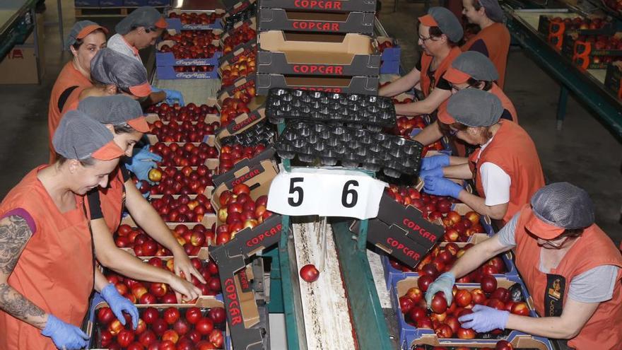 Planta de la cooperativa agrícola de Sant Bernat de Carlet, centrada en la fruta con hueso en una imagen de archivo.