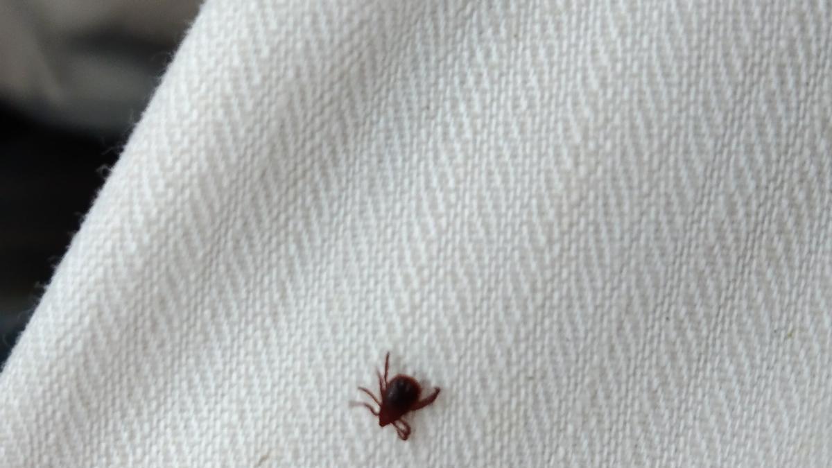 AVA-Asaja alerta de la presencia de garrapatas en el campo.