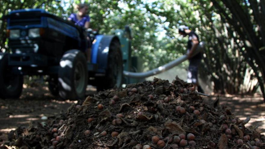 Munt d&#039;avellanes, terra i restes vegetals que després la màquina recol·lectora aspirarà i destriarà.